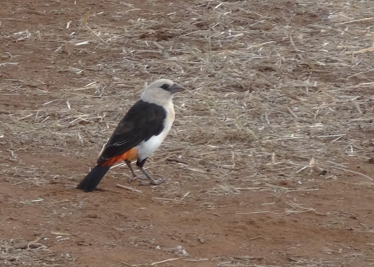 Starweber - ML66510201