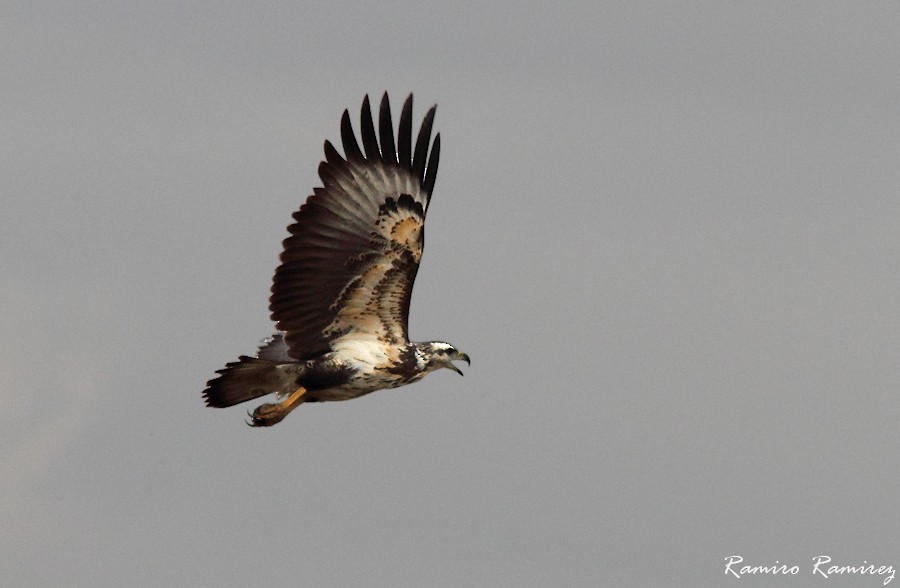 Chaco Eagle - Ramiro Ramirez