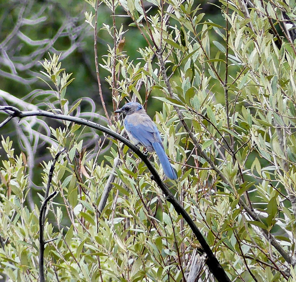 Woodhouse's Scrub-Jay (Woodhouse's) - ML66510931