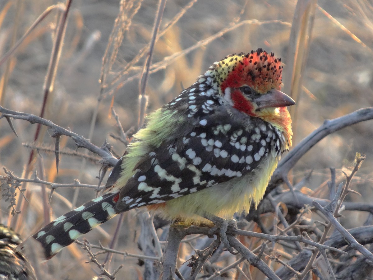Flammenkopf-Bartvogel - ML66511901
