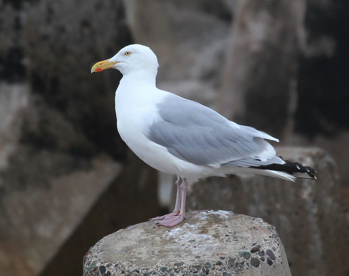 Gaviota Argéntea - ML66512301