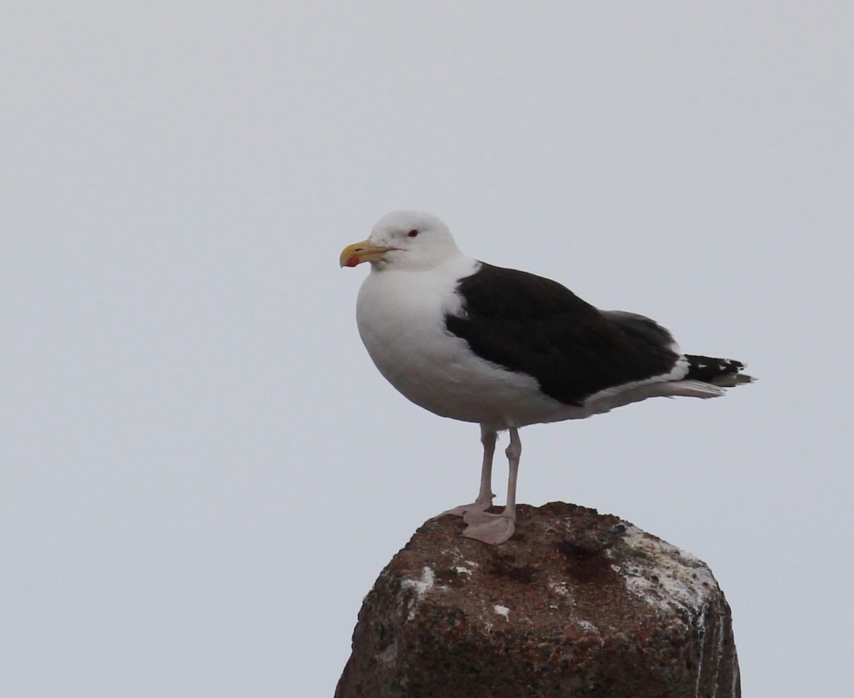 Gavión Atlántico - ML66512321