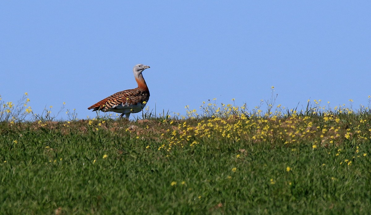 Great Bustard - Patrick MONNEY