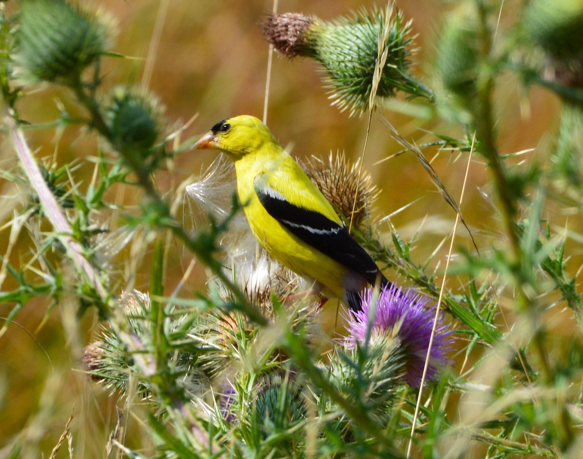 American Goldfinch - ML66516071