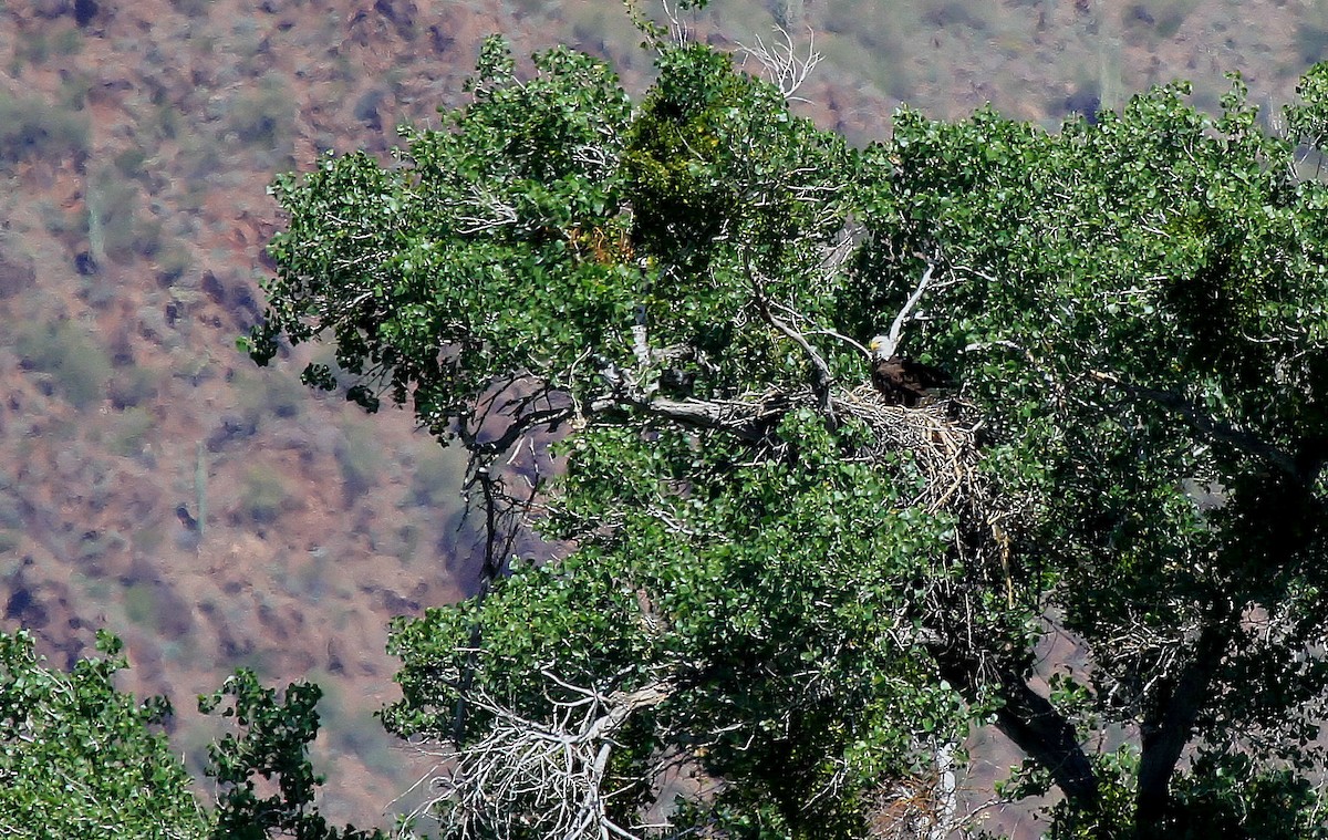 Bald Eagle - Patrick MONNEY