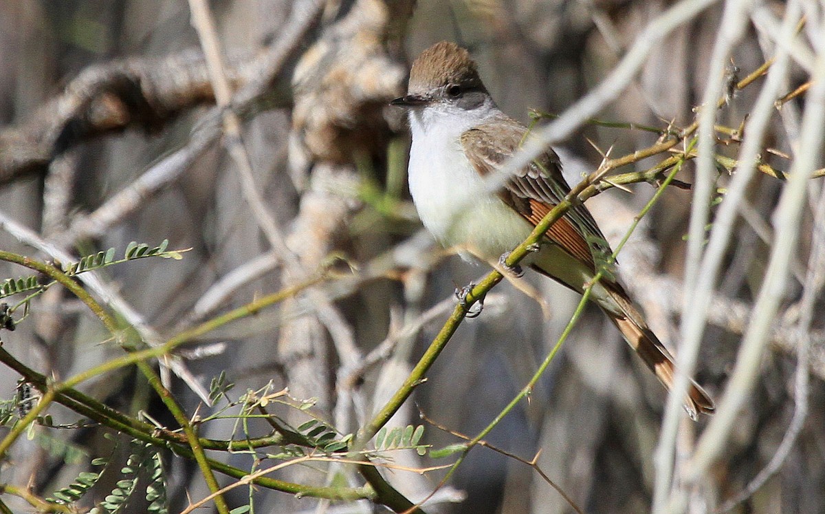 Ash-throated Flycatcher - ML66516791