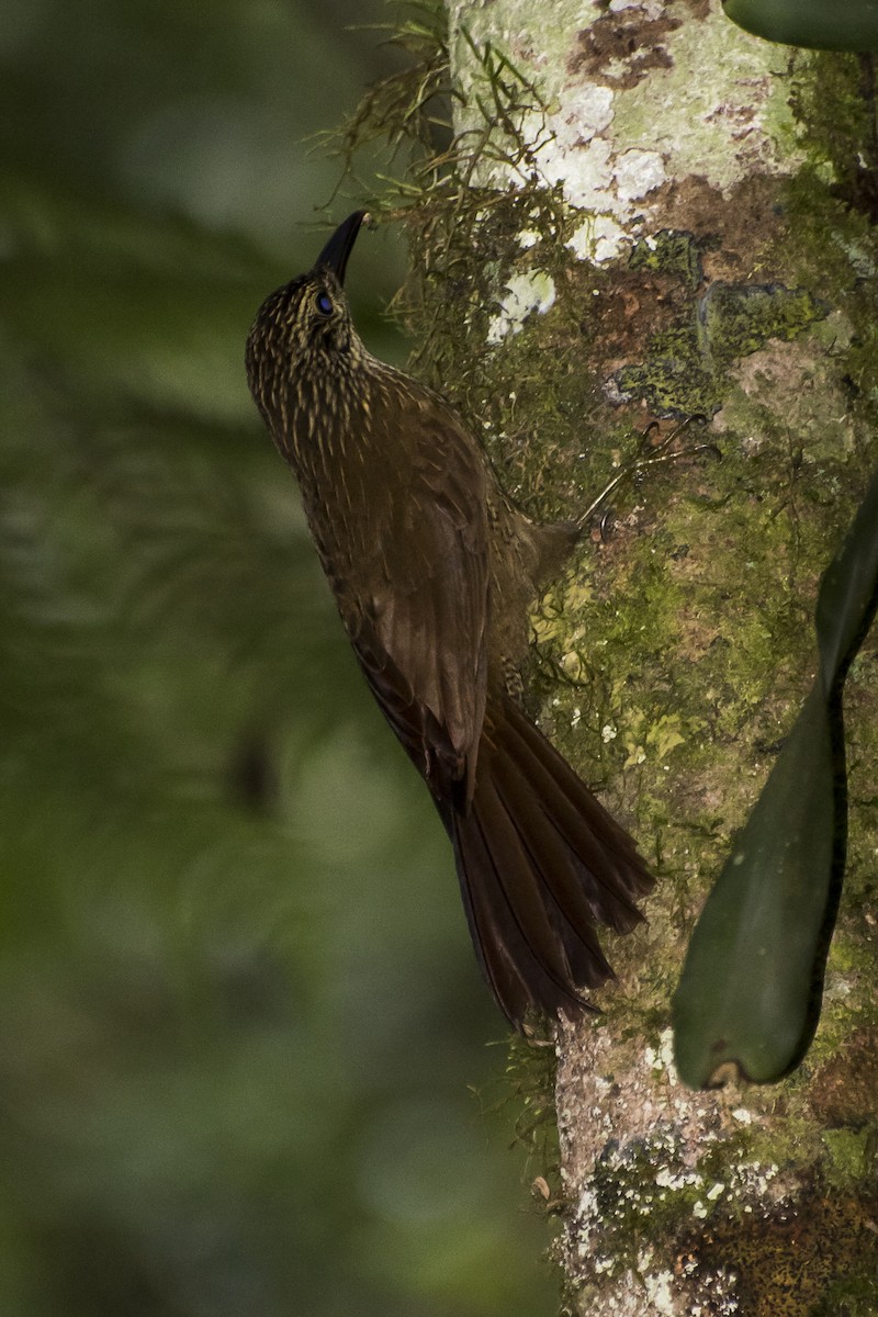 Planalto Woodcreeper - ML66517831