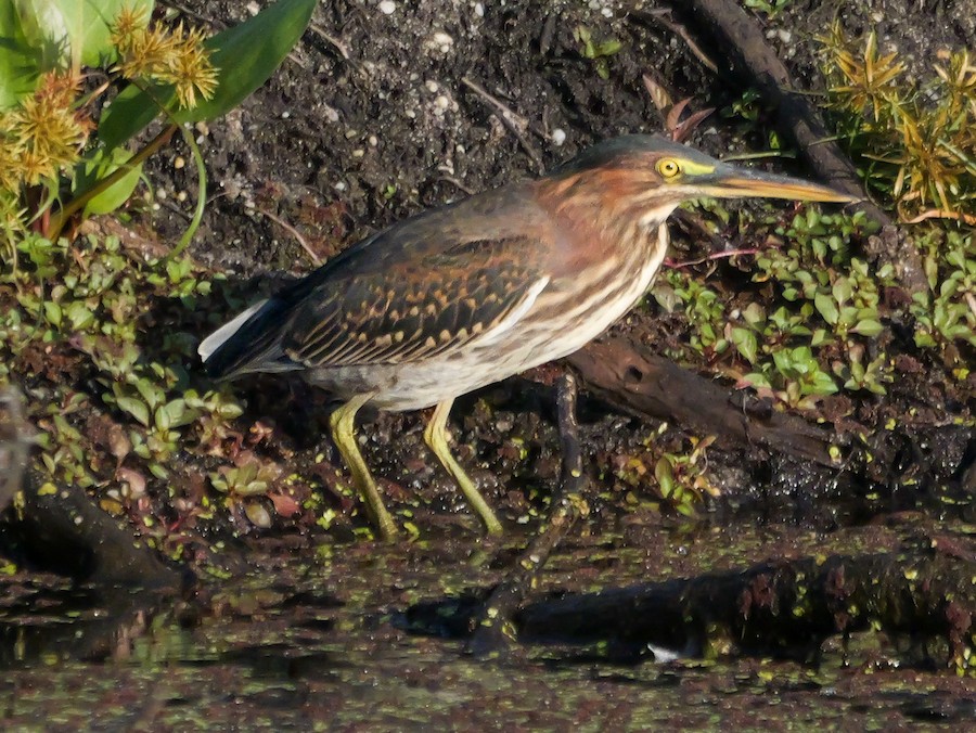 Green Heron - Roger Horn