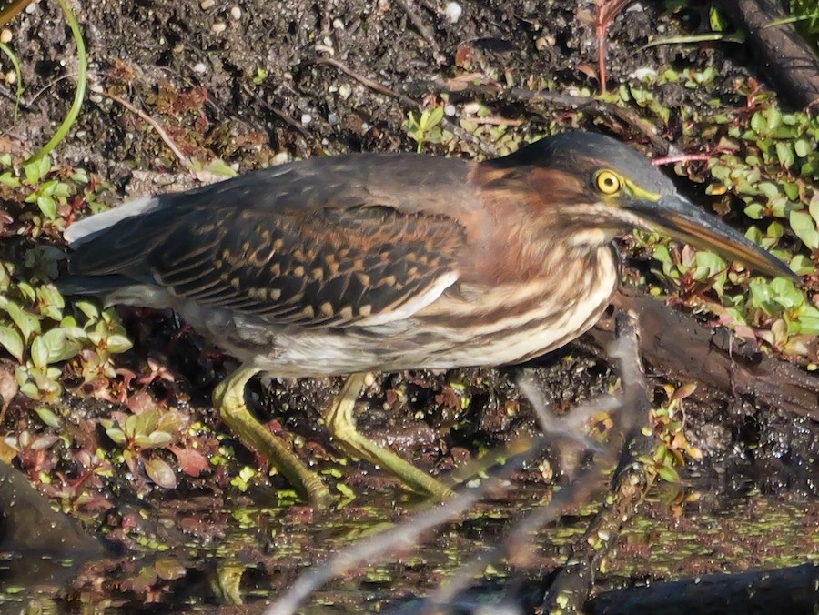 Green Heron - Roger Horn