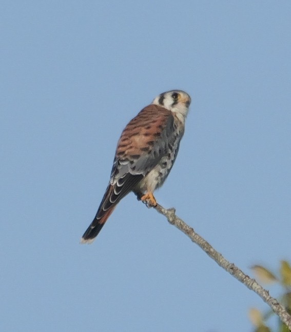 American Kestrel - Roger Horn