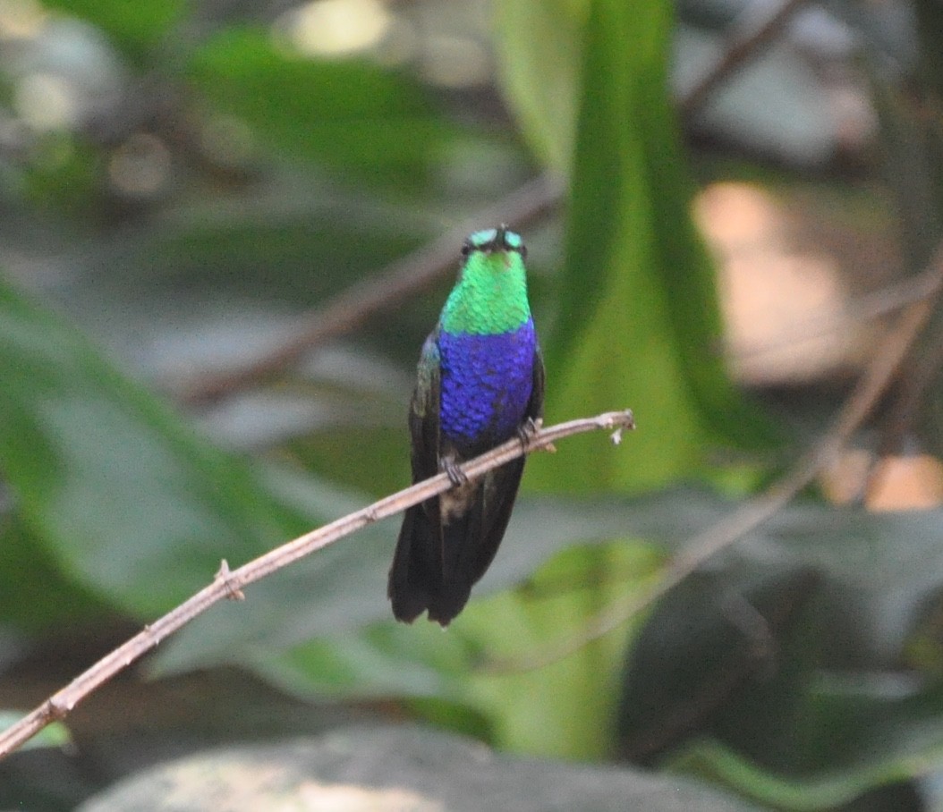 Fork-tailed Woodnymph - ML66518291