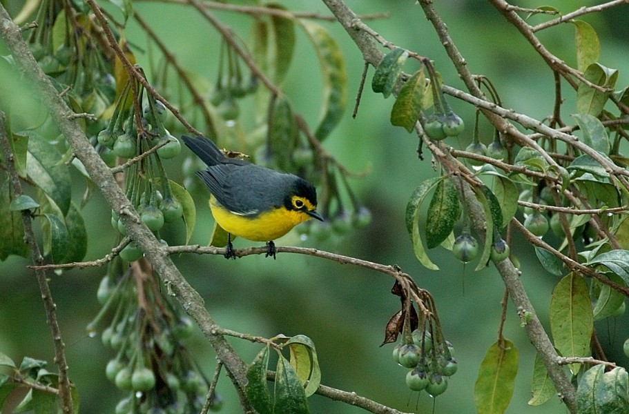 Spectacled Redstart - ML66519161