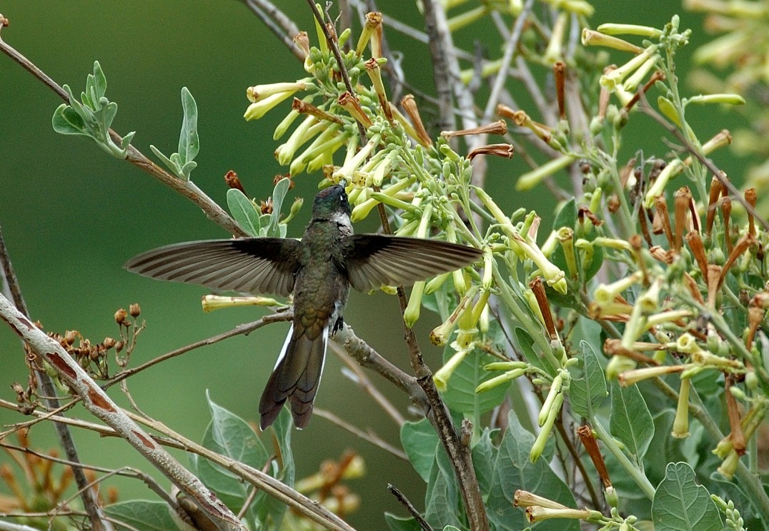 kolibřík výšinový - ML66519321