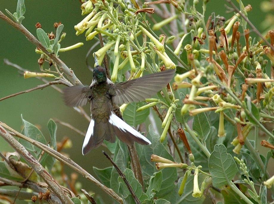 kolibřík výšinový - ML66519341