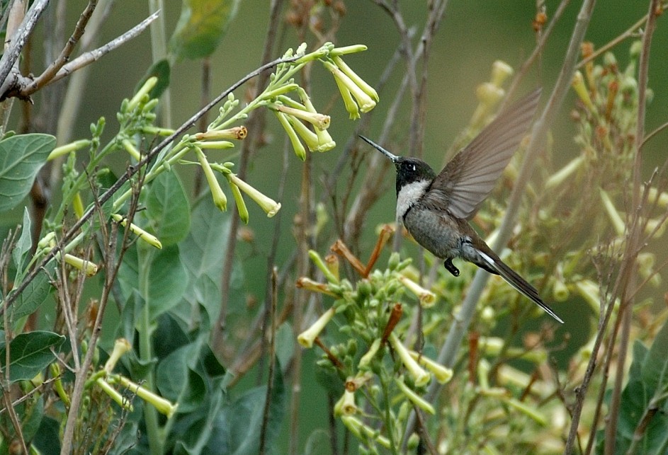 kolibřík výšinový - ML66519391