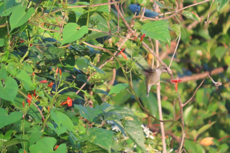 Ruby-throated Hummingbird - Carla Parkinson
