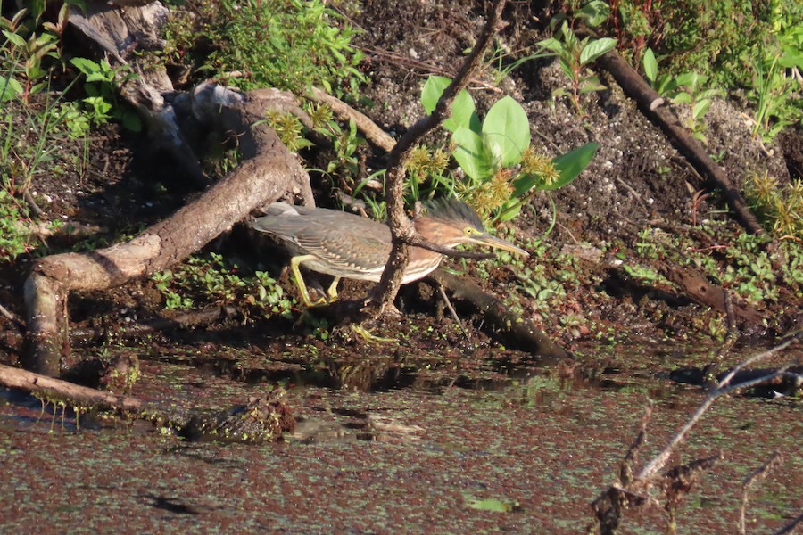 Green Heron - Carla Parkinson