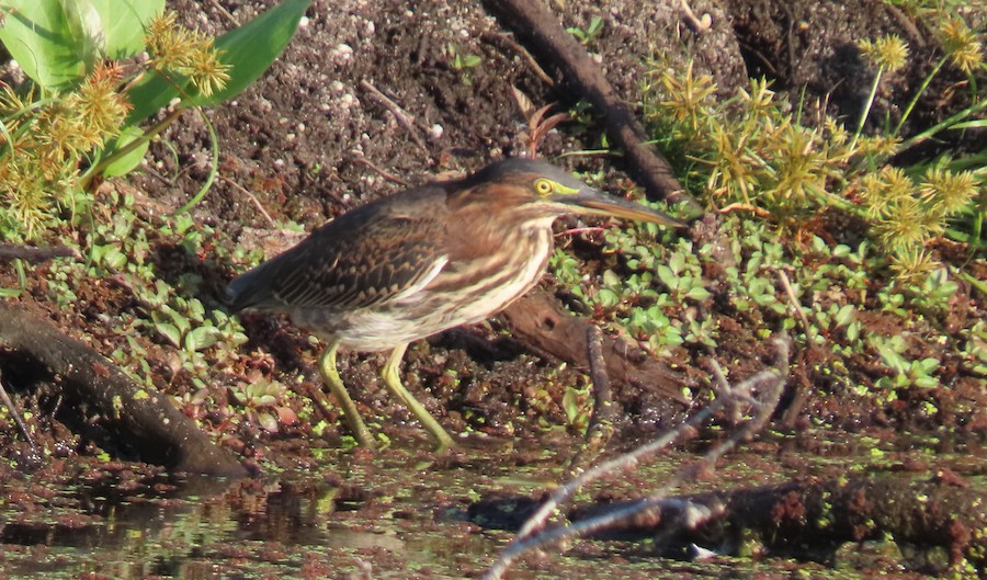 Green Heron - Carla Parkinson