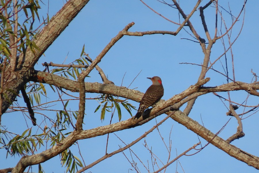 Northern Flicker (Yellow-shafted) - Carla Parkinson