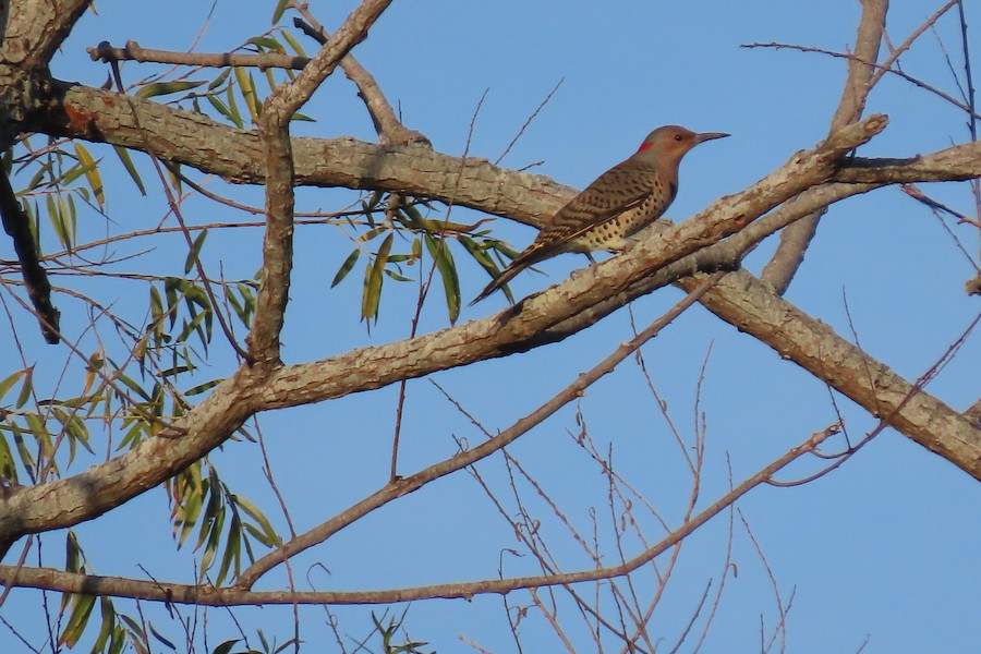 Northern Flicker (Yellow-shafted) - Carla Parkinson