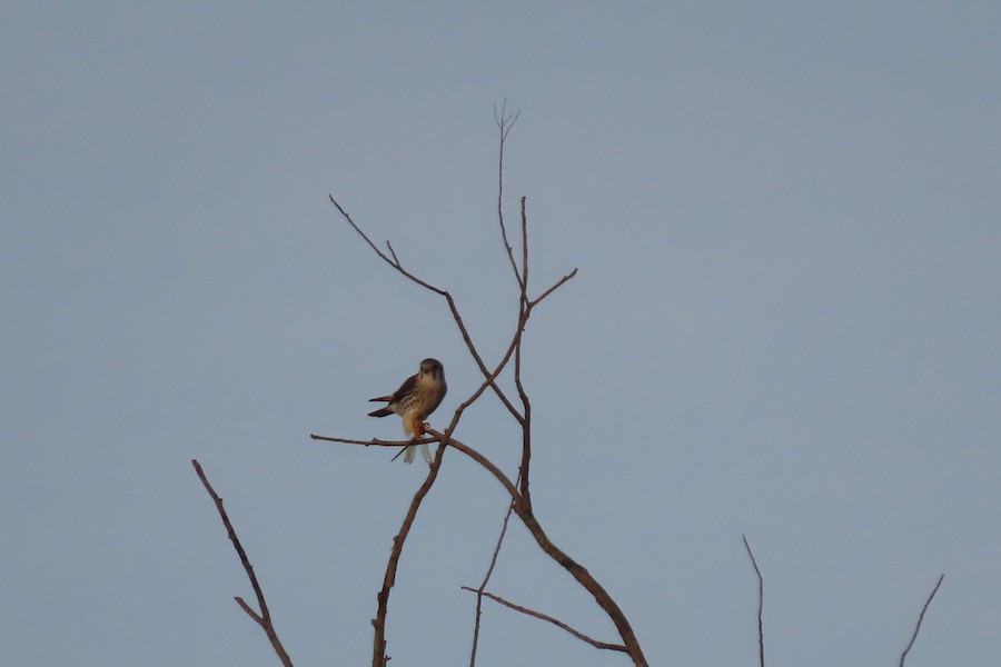 American Kestrel - Carla Parkinson