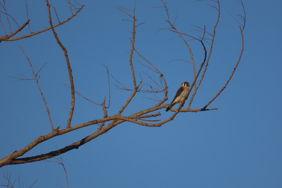 American Kestrel - Carla Parkinson
