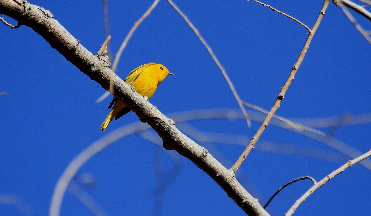 Yellow Warbler - ML66520831