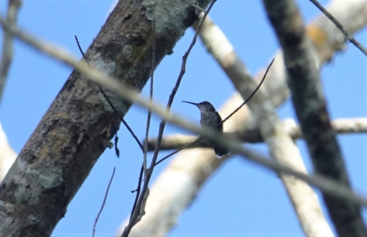 Gray-breasted Sabrewing - ML66520901