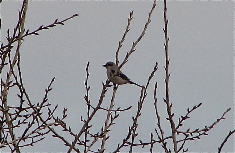 Northern Shrike - ML66521571