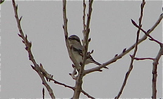 Northern Shrike - ML66521581