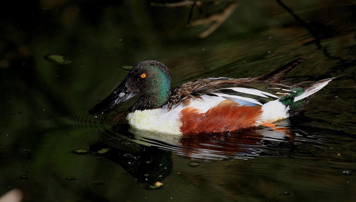 Northern Shoveler - ML66522301