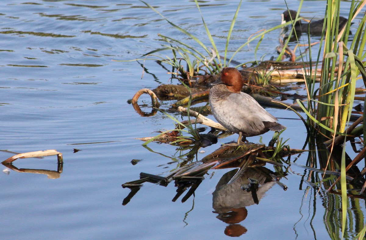 Common Pochard - Pedro Beja