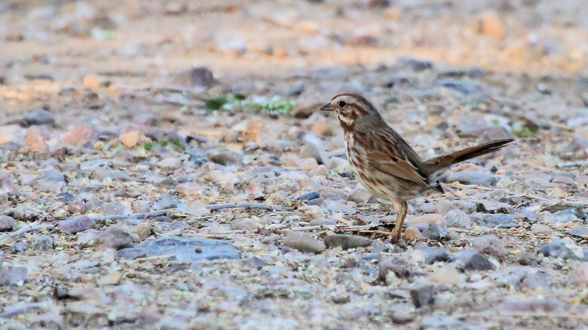 Song Sparrow - Patrick MONNEY