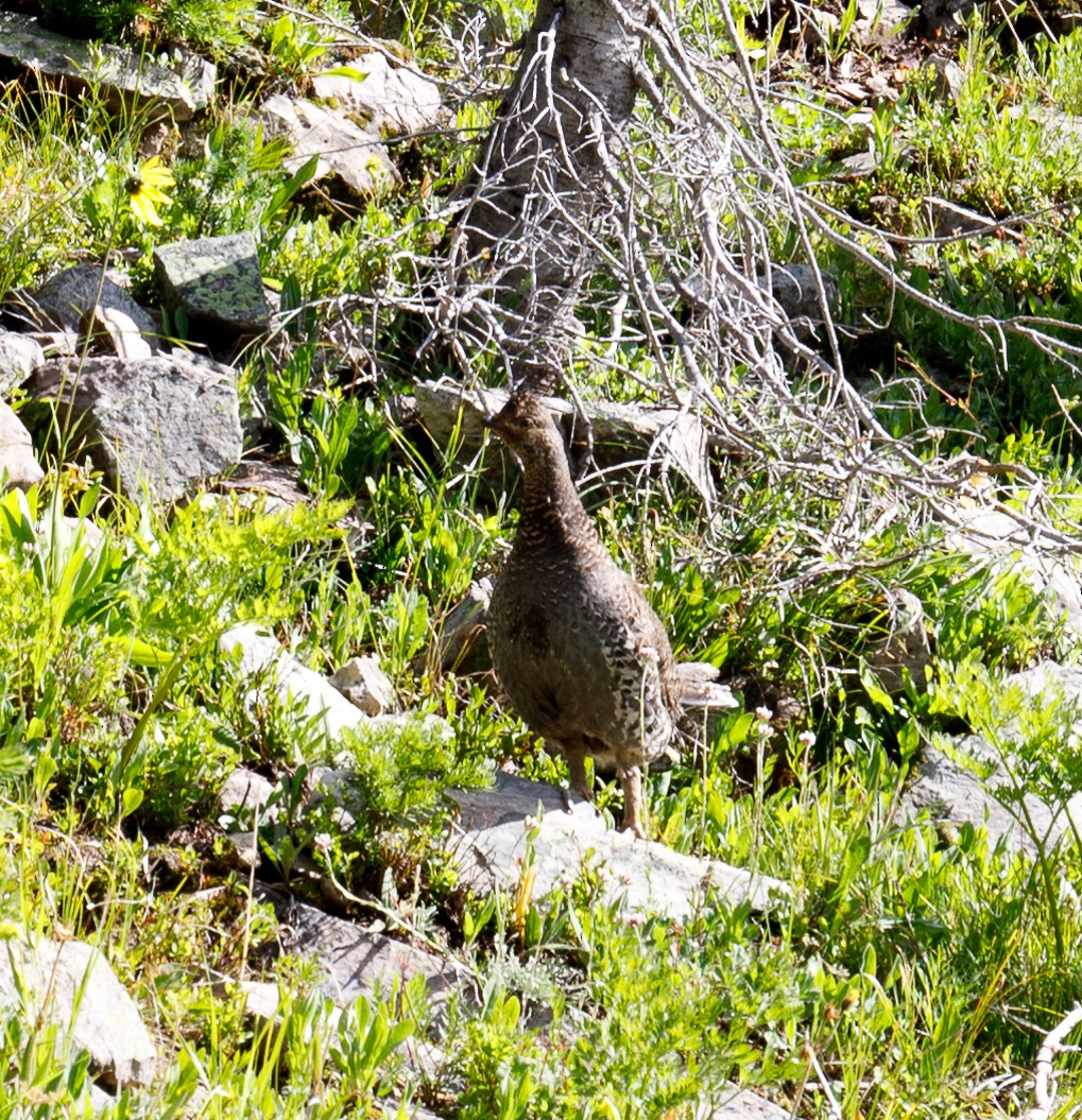 Dusky Grouse - Eric Matthews