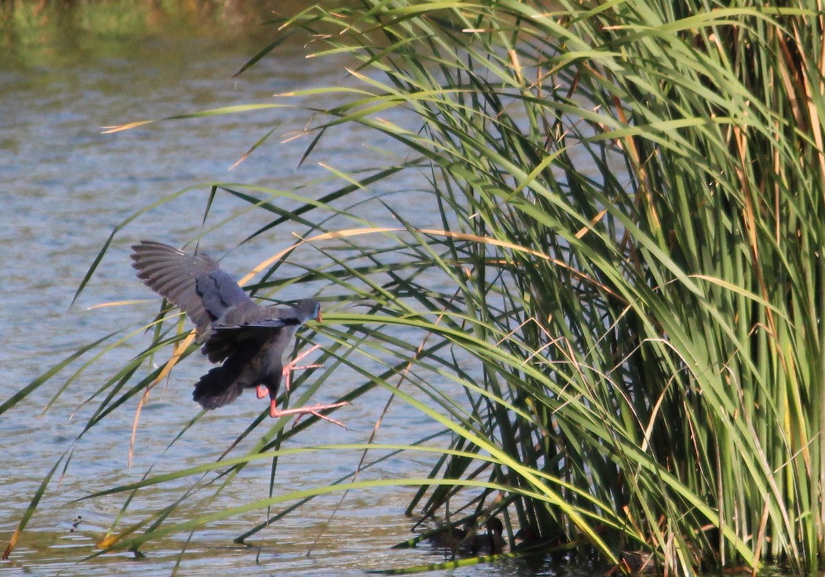 Western Swamphen - ML66525741