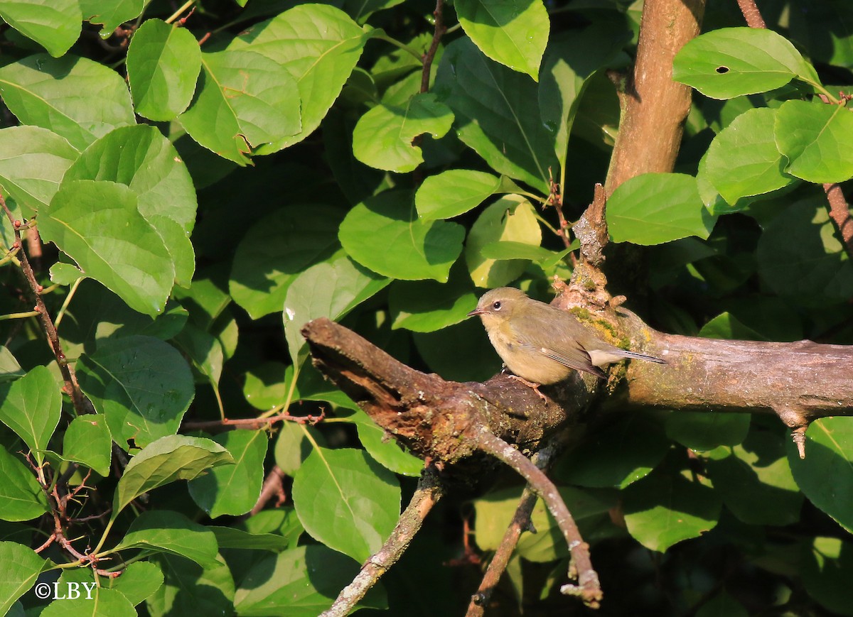 Black-throated Blue Warbler - ML66525901