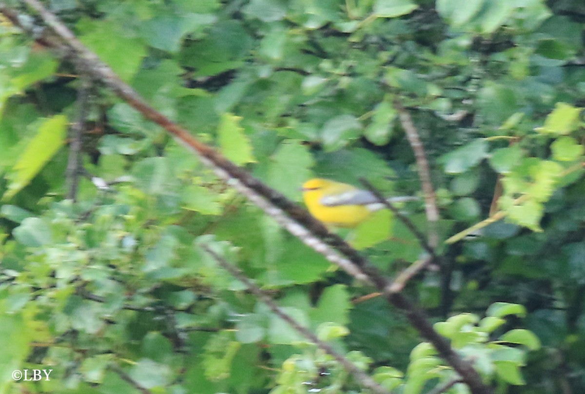 Blue-winged Warbler - ML66525991