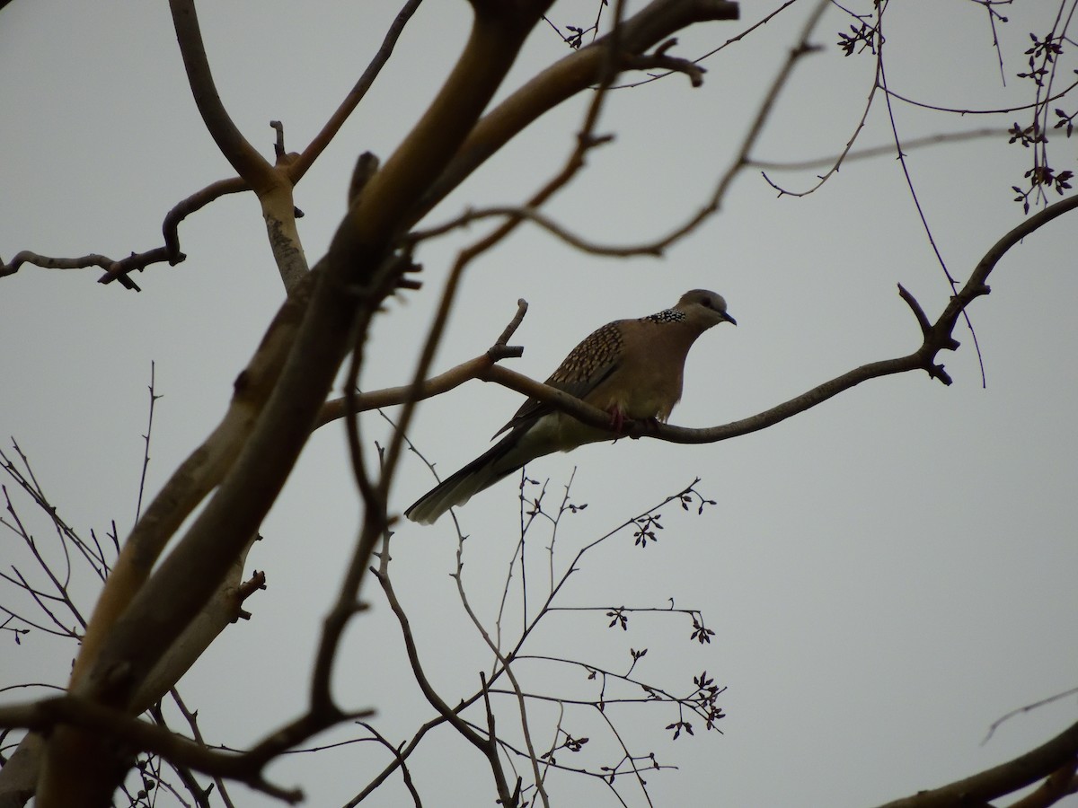 珠頸斑鳩 - ML66526321