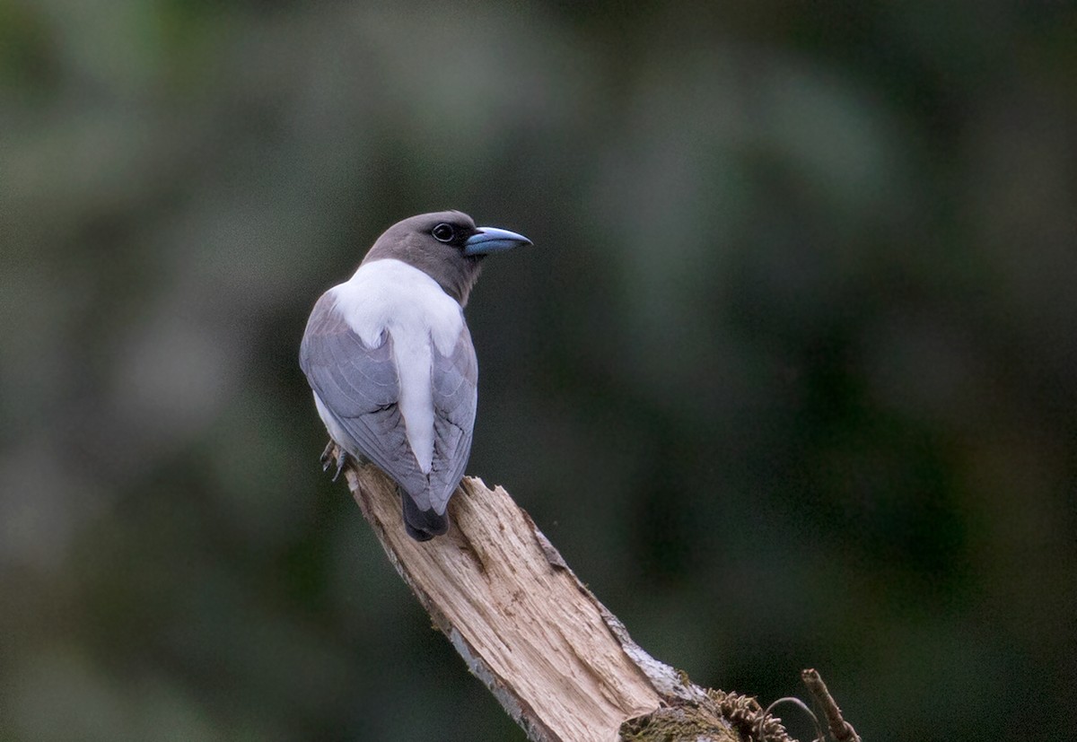 Ivory-backed Woodswallow - ML66526371