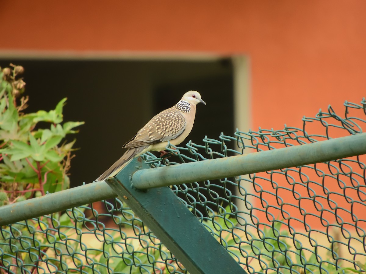 珠頸斑鳩 - ML66526381