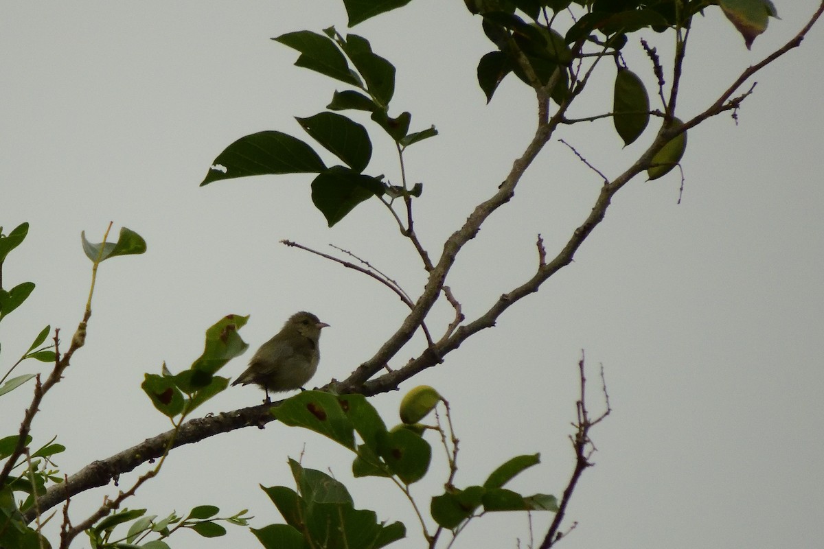 Pale-billed Flowerpecker - Vineeth Kartha