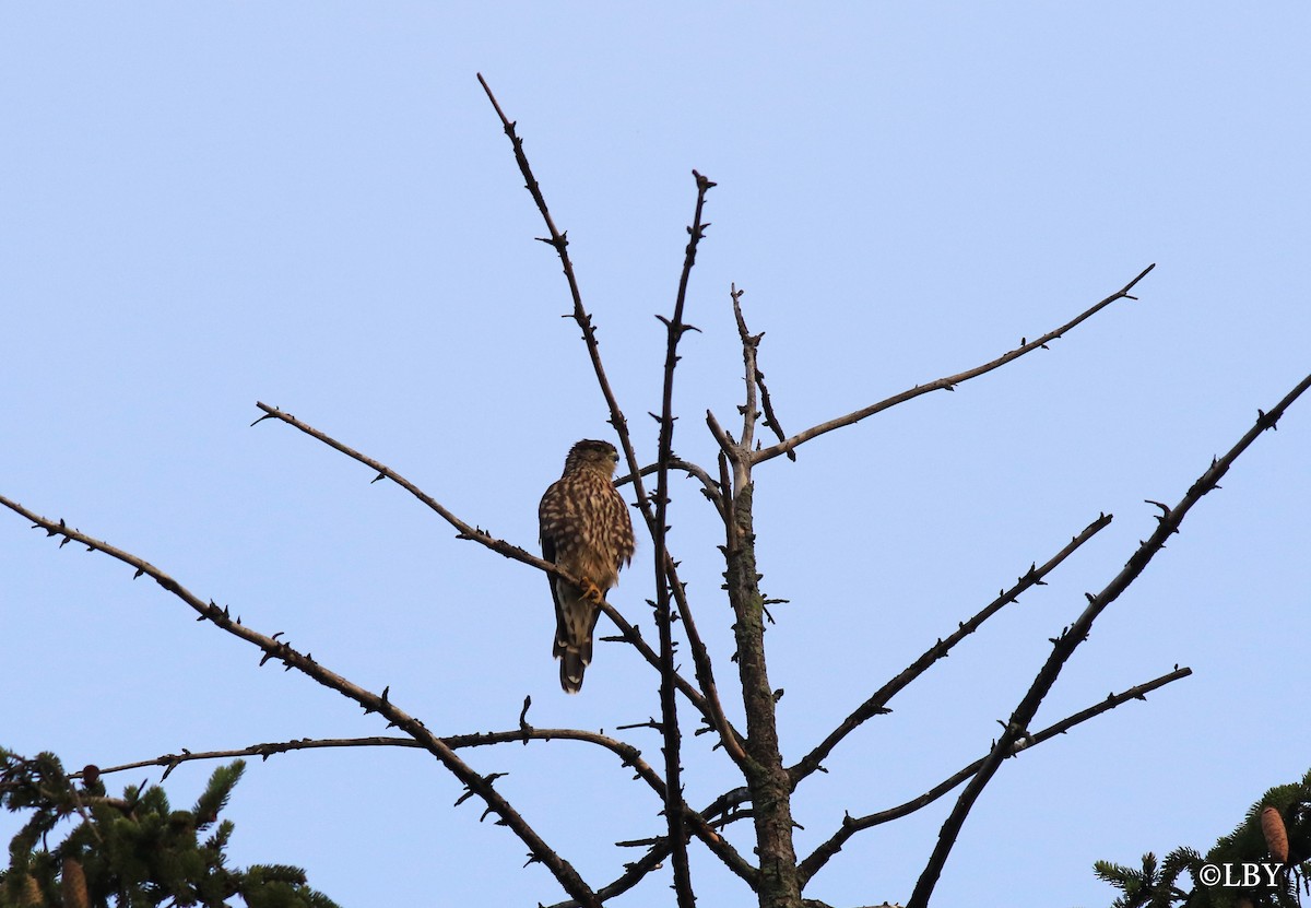 Smeriglio - ML66526431