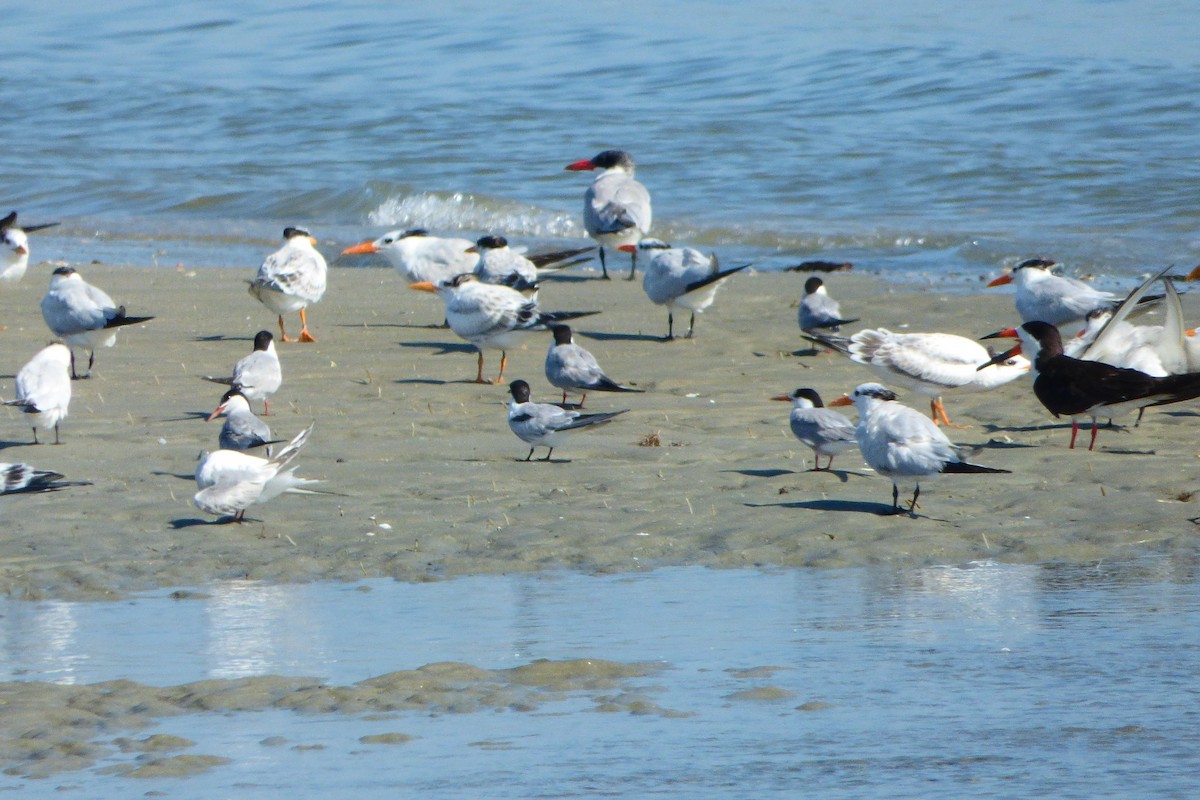 Common Tern - ML66526831