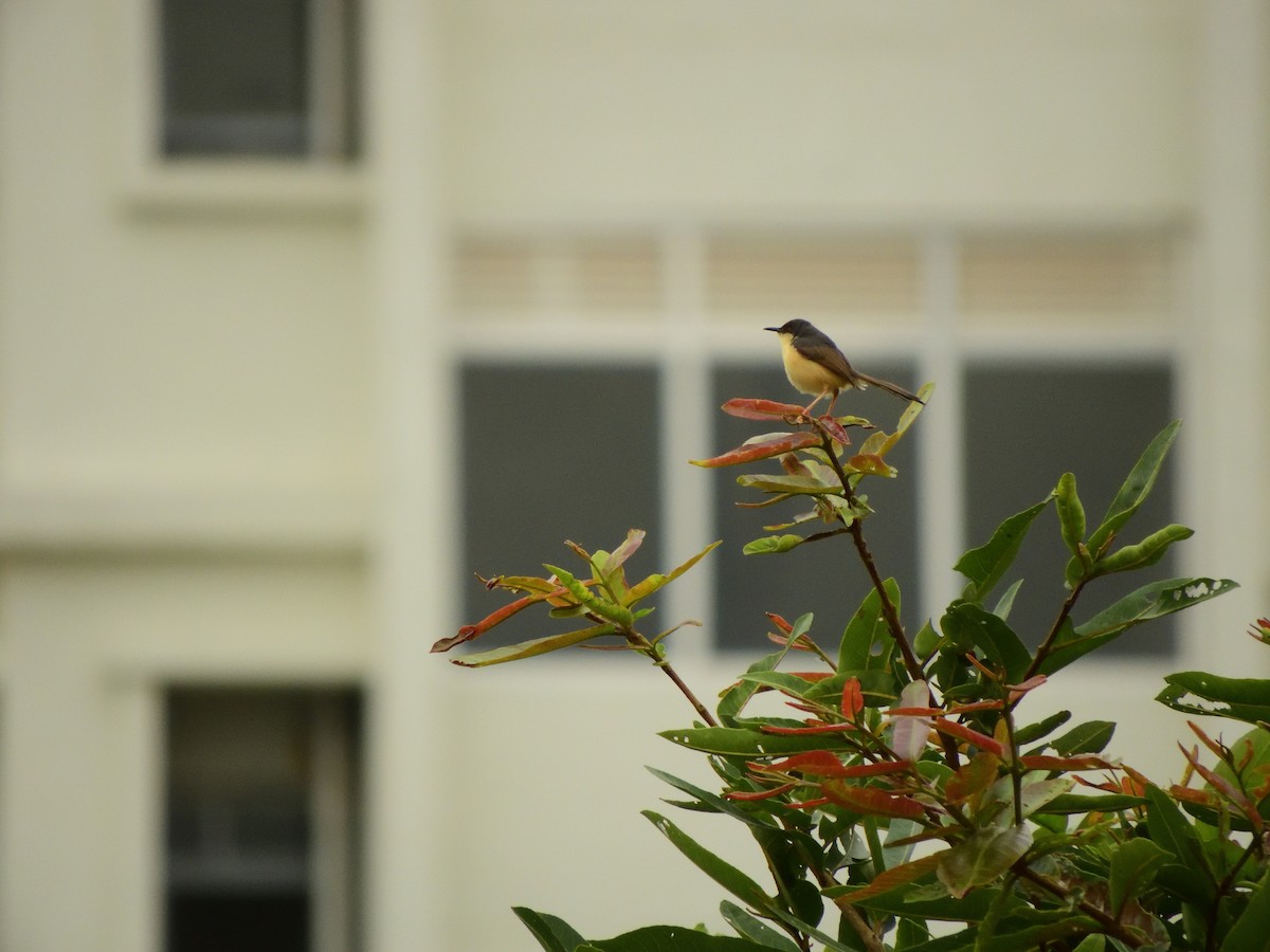 Ashy Prinia - Vineeth Kartha