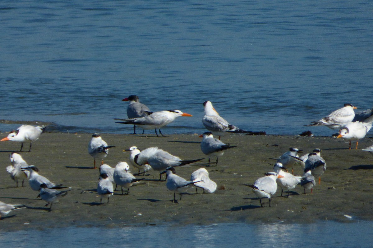 Sandwich Tern - Yves Limpalair