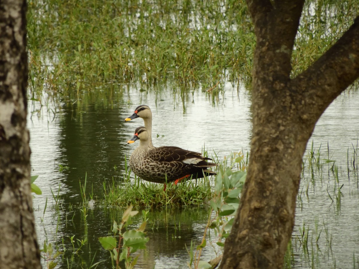 Indian Spot-billed Duck - Vineeth Kartha