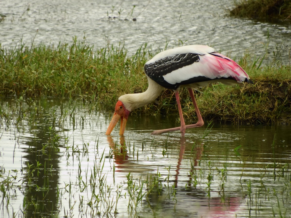 Painted Stork - Vineeth Kartha