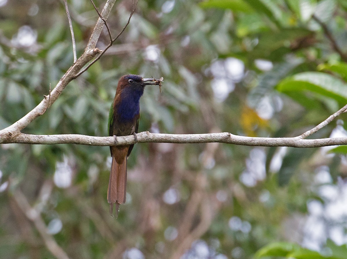 Purple-bearded Bee-eater - ML66527631