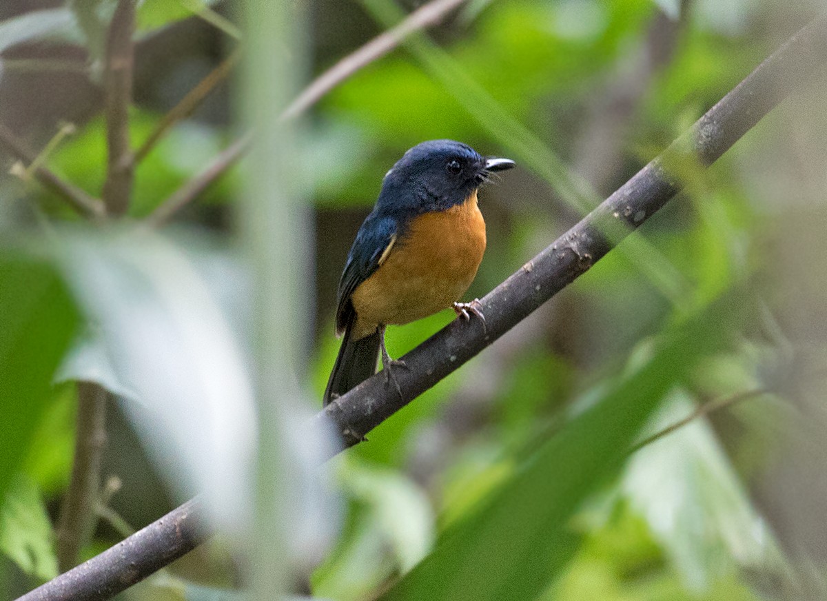 Sulawesi Blue Flycatcher - ML66527721