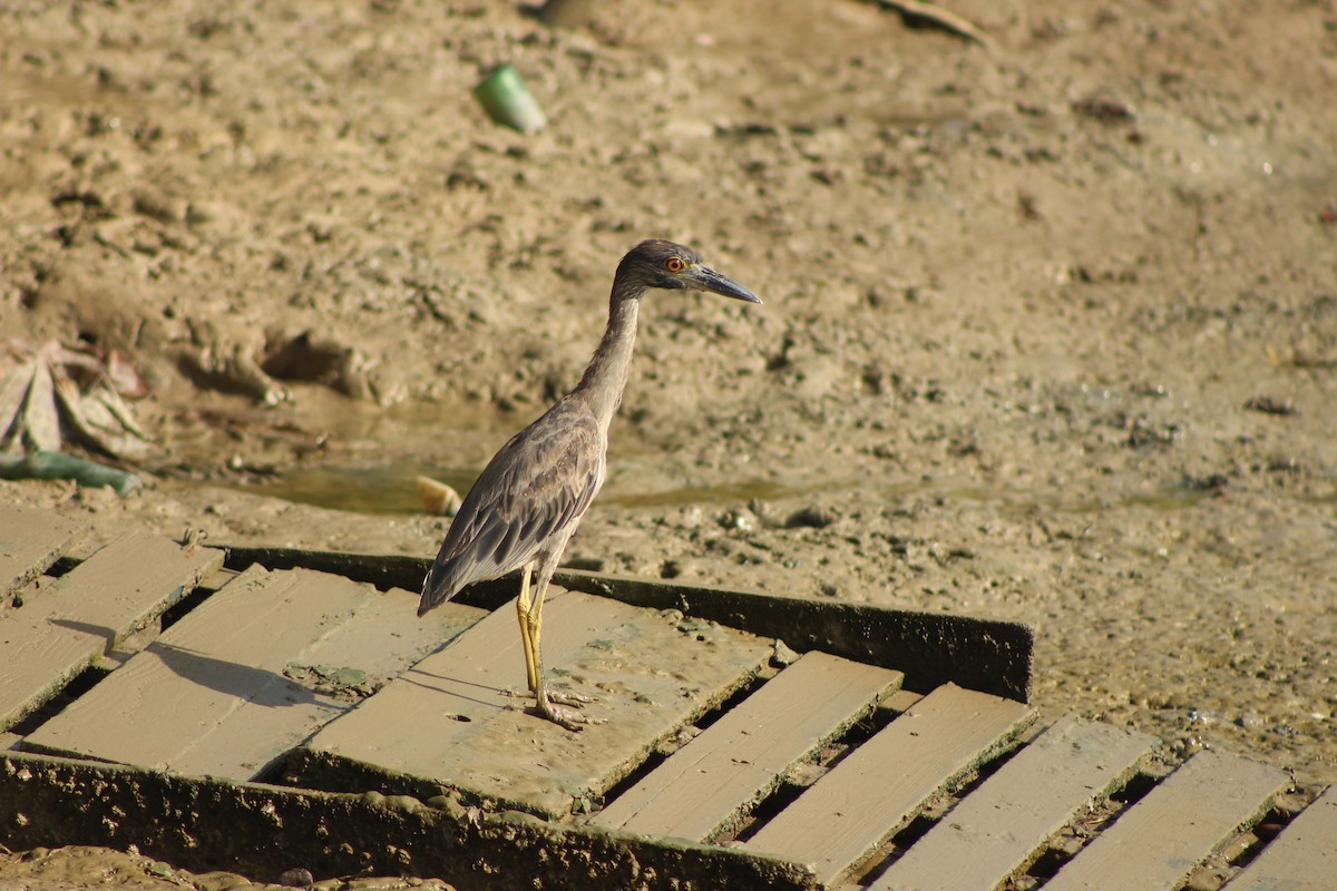 Yellow-crowned Night Heron - ML66527991